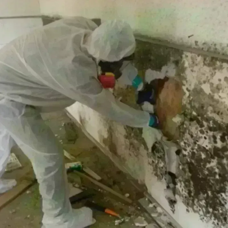 Mold Remediation and Removal in Muscle Shoals, AL